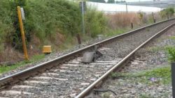 Andres do Barro – O tren