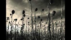 Dead can Dance – Opium