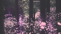 Hibou – Valium