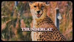 Thundercat & Tame Impala – No more lies