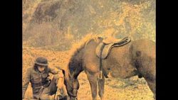 Warhorse – St. Louis